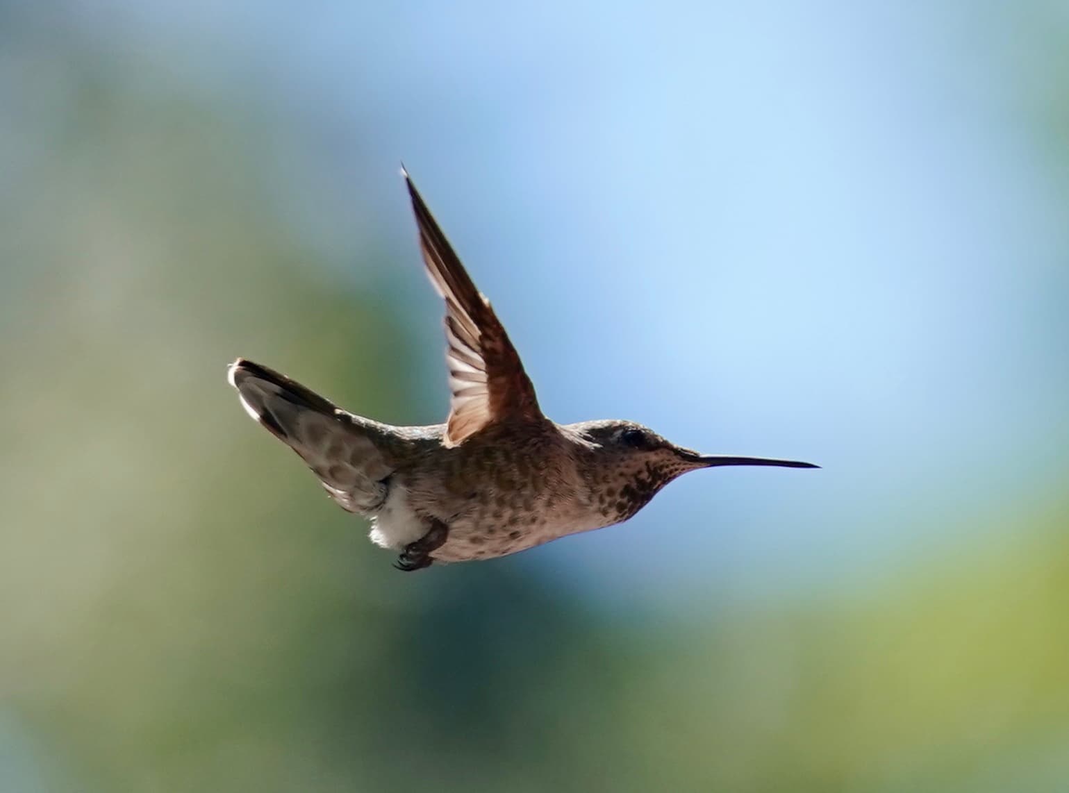 Cover Image for Bird photos