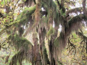 Cover Image for The Hoh Rainforest - Olympic National Park