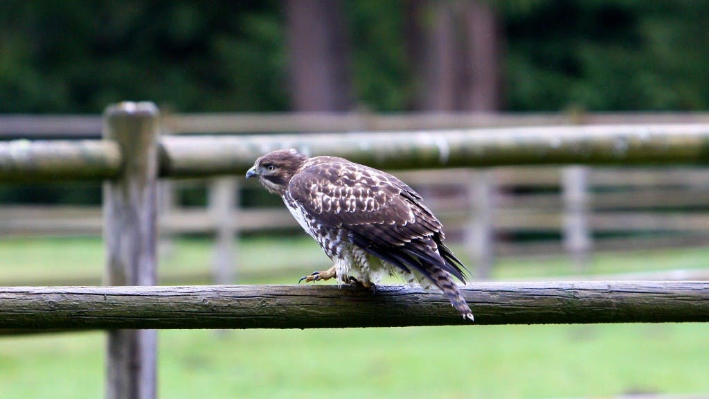 Cover Image for Juvenile Red-Tailed Hawk on the fence today