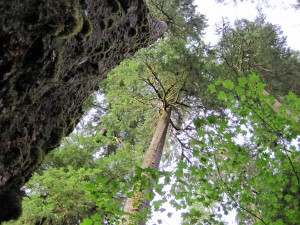 Hoh Rainforest - Olympic National
Park